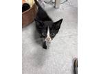 Adopt Piper a Black & White or Tuxedo American Shorthair / Mixed (short coat)