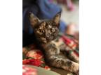 Adopt Harley Quinn a Tortoiseshell Domestic Shorthair / Mixed (short coat) cat