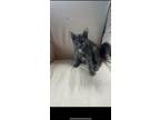 Adopt Emmy a Domestic Short Hair