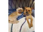 Adopt Sansa & Bear a Shih Tzu / Pomeranian / Mixed dog in Amarillo