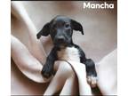 Adopt Mancha a Labrador Retriever / Hound (Unknown Type) / Mixed dog in El