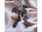 Adopt Zaanse a Labrador Retriever / Hound (Unknown Type) / Mixed dog in El