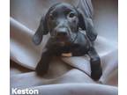 Adopt Keston a Labrador Retriever / Hound (Unknown Type) / Mixed dog in El
