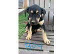 Adopt Buddy a Shepherd (Unknown Type) / Labrador Retriever / Mixed dog in