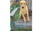 Adopt Sandy a Labrador Retriever / Hound (Unknown Type) / Mixed dog in