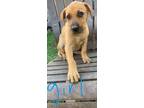 Adopt Kiki a Labrador Retriever / Shepherd (Unknown Type) / Mixed dog in