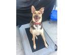 Adopt Leroy a Tan/Yellow/Fawn - with Black German Shepherd Dog / Australian