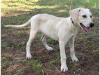 Adopt Bingo-3708 a White Hound (Unknown Type) / Mixed dog in Tyler