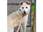 Adopt Shyla a Tan/Yellow/Fawn Labrador Retriever / Mixed dog in Pequot Lakes
