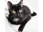 Adopt Meowster a All Black Domestic Shorthair / Domestic Shorthair / Mixed cat