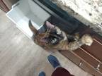 Adopt Sage a All Black Domestic Shorthair / Domestic Shorthair / Mixed cat in
