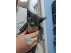 Adopt Dice a Gray or Blue Domestic Shorthair / Mixed cat in Franklin