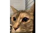 Adopt Sarah a Domestic Shorthair / Mixed cat in Waynesville, NC (38753808)