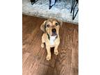 Adopt Peter Pan a Tan/Yellow/Fawn Labrador Retriever / Mixed Breed (Medium) /