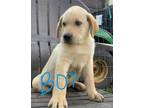 Adopt Marley a Labrador Retriever / Collie / Mixed dog in Scottsboro