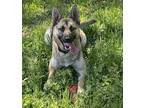 Adopt JACKIE a Tan/Yellow/Fawn German Shepherd Dog / Mixed dog in Diamond