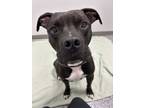 Adopt Buttercup a Black - with White Pit Bull Terrier / Mixed dog in St.