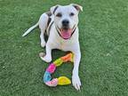 Adopt RYDER a White Pit Bull Terrier / Mixed dog in Tustin, CA (38632332)