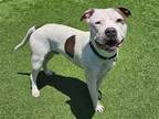 Adopt HAROLD a White Pit Bull Terrier / Mixed dog in Tustin, CA (38632329)