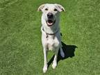 Adopt JASPER a White German Shepherd Dog / Labrador Retriever / Mixed dog in