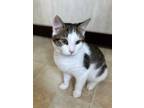 Adopt Gus a Brown Tabby Domestic Shorthair / Mixed (short coat) cat in Berkeley