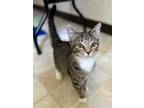 Adopt Winston a Brown Tabby Domestic Shorthair / Mixed (short coat) cat in