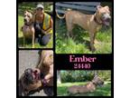 Adopt Ember a Tan/Yellow/Fawn Pit Bull Terrier / Mixed dog in Oak Ridge
