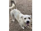 Adopt ROSCOE G a White Westie, West Highland White Terrier / Glen of Imaal
