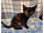 Adopt Tess Greymane a Domestic Shorthair / Mixed cat in Waynesville