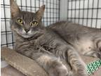Adopt Miss Tuna a Domestic Mediumhair / Mixed cat in Waynesville, NC (38754192)