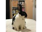 Adopt Pippy Longhoppings a American / Mixed rabbit in New York, NY (38754269)