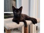 Adopt Mikado a Domestic Shorthair cat in Arlington, TX (38754081)