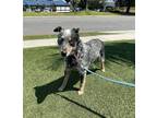 Adopt Oaklee a Black - with White Border Collie / Australian Cattle Dog / Mixed