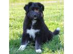 Adopt Riley a Black Mixed Breed (Medium) / Mixed Breed (Medium) / Mixed dog in