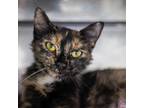 Adopt Jean Grey a Gray or Blue Domestic Shorthair / Mixed cat in Jefferson City