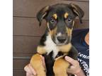 Adopt Po-Boy a Mixed Breed (Medium) / Mixed dog in Rancho Santa Fe