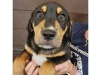 Adopt Gumbo a Mixed Breed (Medium) / Mixed dog in Rancho Santa Fe, CA (38753174)