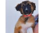 Adopt Ralfi a Mixed Breed (Medium) / Mixed dog in Rancho Santa Fe, CA (38753173)