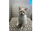 Adopt Dipper a Domestic Shorthair / Mixed (short coat) cat in Greenville