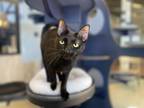 Adopt Alondra a Domestic Shorthair / Mixed cat in Houston, TX (38630274)