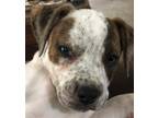 Adopt Bradley a Mixed Breed (Large) / Mixed dog in Oklahoma City, OK (38668655)