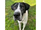 Adopt Notorious D.O.G a Great Dane / Mixed dog in Warren, MI (38704969)