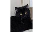 Adopt Erin a Black (Mostly) Domestic Longhair / Mixed (long coat) cat in