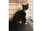 Adopt Franklin a Black & White or Tuxedo Domestic Shorthair (short coat) cat in
