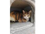 Adopt Kaycee (SPONSORED!) a Calico or Dilute Calico Domestic Shorthair / Mixed