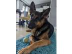 Adopt Bunnie a German Shepherd Dog / Mixed dog in Salt Lake City, UT (38692755)