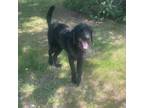 Adopt Peter a Black Poodle (Standard) / Schnauzer (Standard) / Mixed dog in