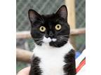 Adopt Stormy a All Black American Shorthair / Mixed cat in Ellijay