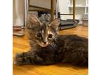 Adopt June a All Black Domestic Mediumhair / Mixed cat in Durham, NC (38750713)