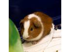 Adopt Nutmeg Jr. a Guinea Pig small animal in Des Moines, IA (38728004)